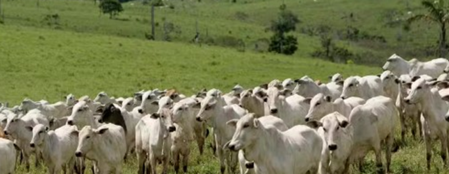 BRASIL TEM MAIS GADO QUE PESSOAS, SEGUNDO IBGE
